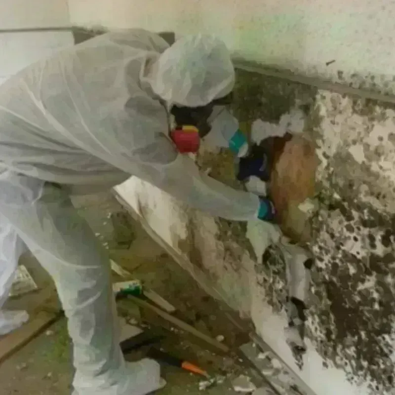 Mold Remediation and Removal in Harrison County, IN